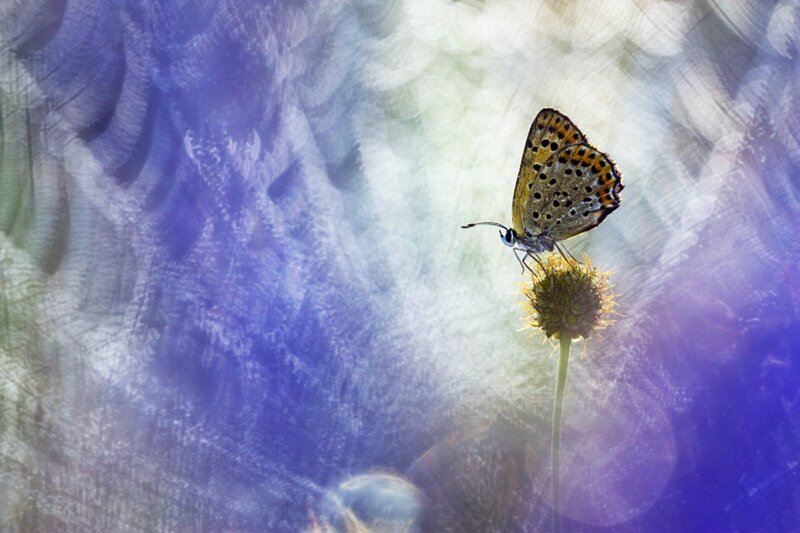 Butterfly on Flower — Purple