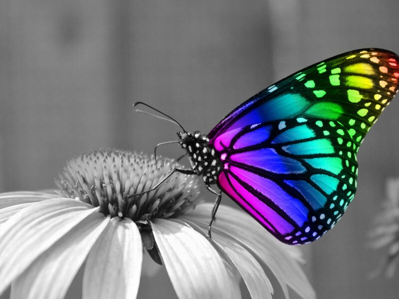 Butterfly on Flower — Rainbow, Serene