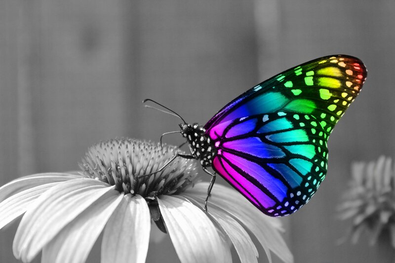 Butterfly on Flower — Rainbow