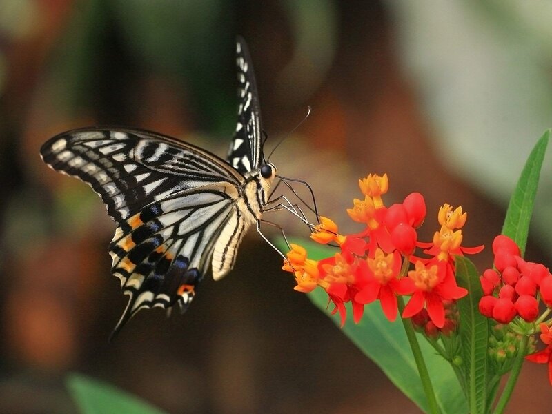 Butterfly on Flower — Red, Calm, Afternoon, Photograph, Leaf, Plant