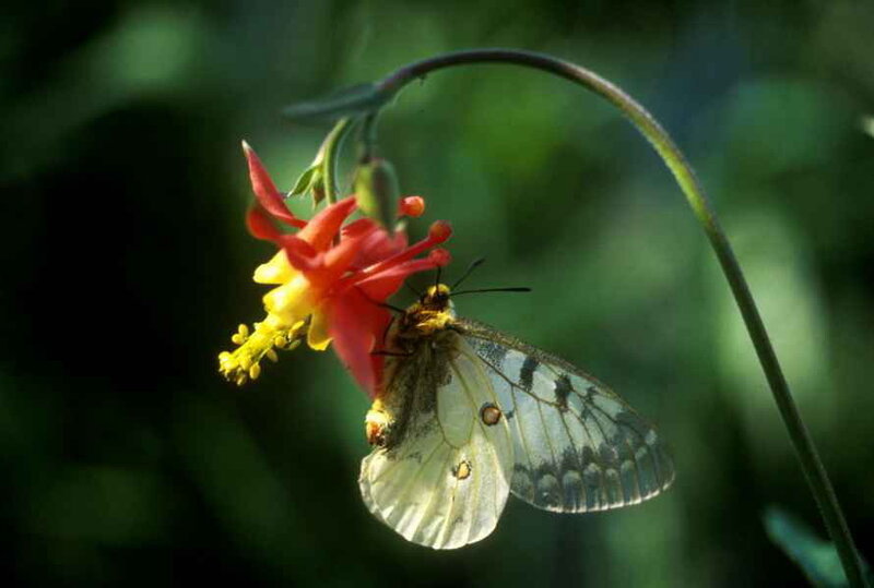 Butterfly on Flower — Red, Calm, Afternoon