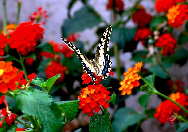 Butterfly on Flower — Red, Calm