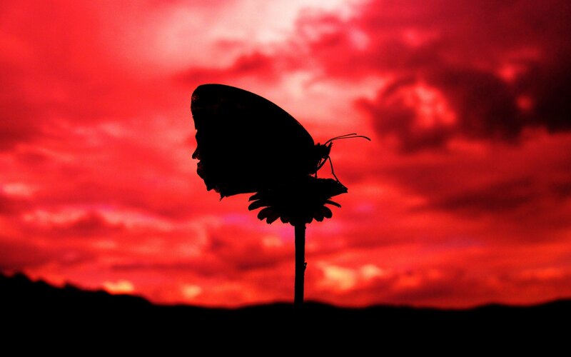 Butterfly on Flower — Red, Dramatic, Sunset