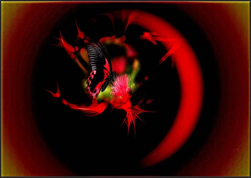 Butterfly on Flower — Red, Dramatic