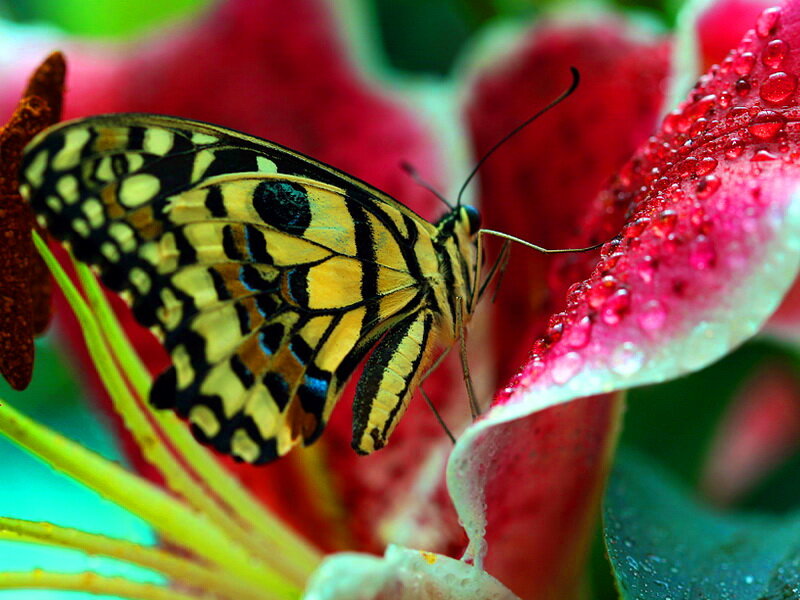 Butterfly on Flower — Red, Natural, Photograph