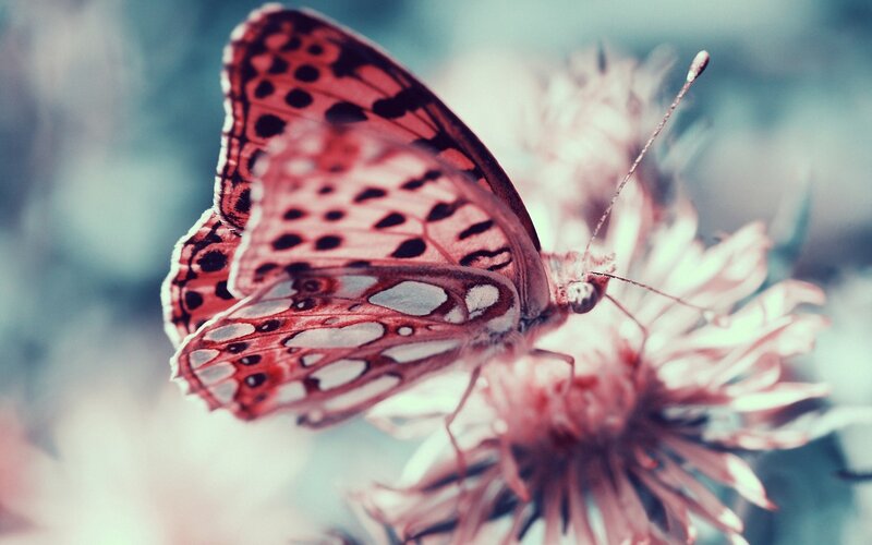 Butterfly on Flower — Red, Serene, Photograph