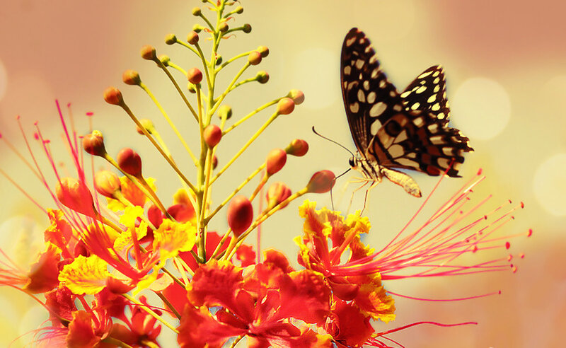 Butterfly on Flower — Red, Serene