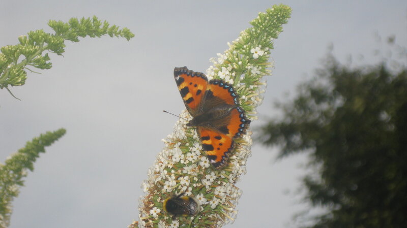 Butterfly on Flower Spike