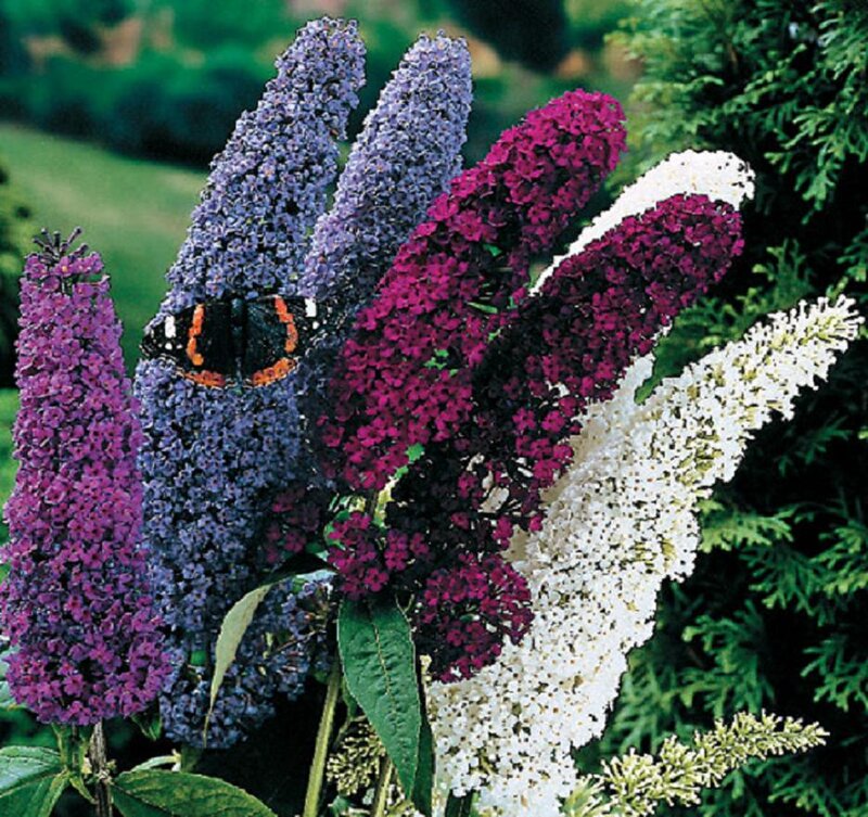 Butterfly on Flower Spikes