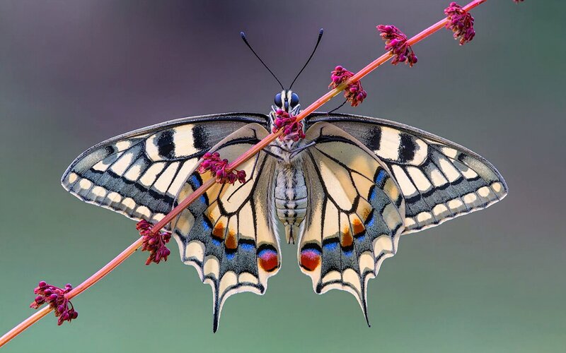 Butterfly on Flower Stem