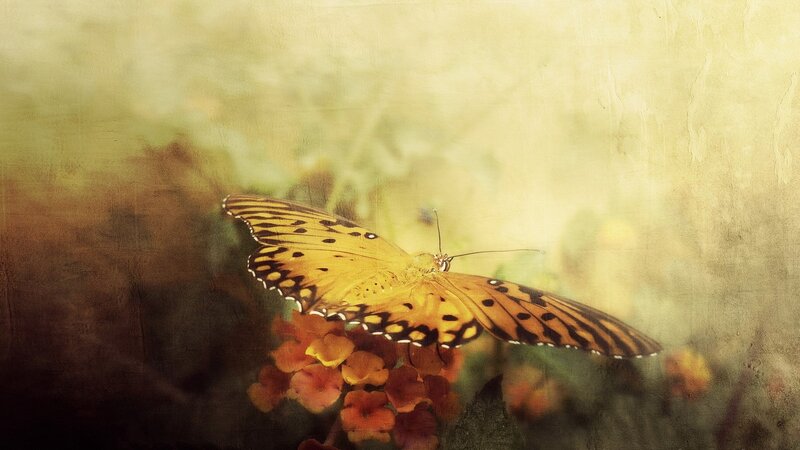 butterfly on flower