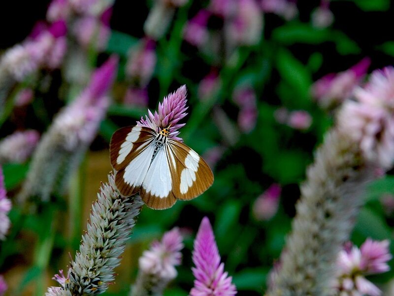 Butterfly on Flower — White, Calm, Afternoon