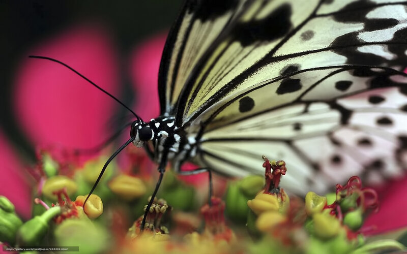 Butterfly on Flower — White, Calm, Photograph