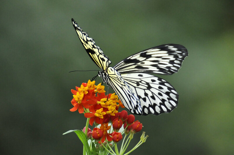 Butterfly on Flower — White, Calm