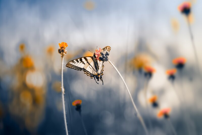 Butterfly on Flower — White, Serene, Afternoon, Photograph, Field