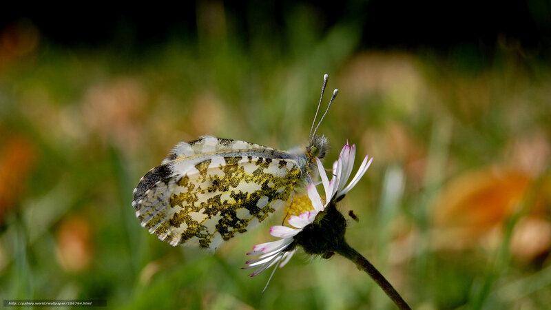 Butterfly on Flower — White, Serene, Afternoon