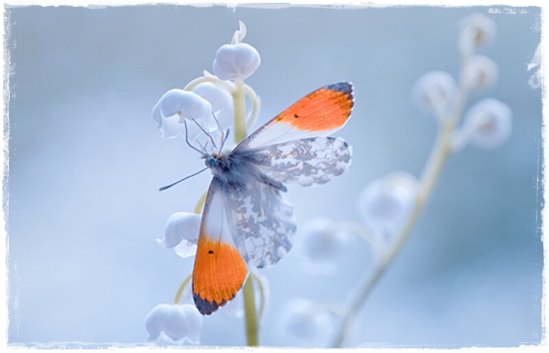 Butterfly on Flower — White, Serene, Spring