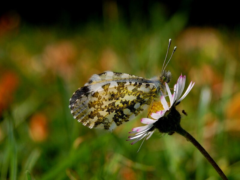 Butterfly on Flower — White, Serene
