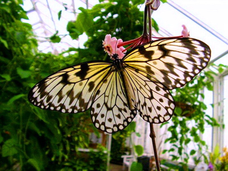 Butterfly on Flower — White