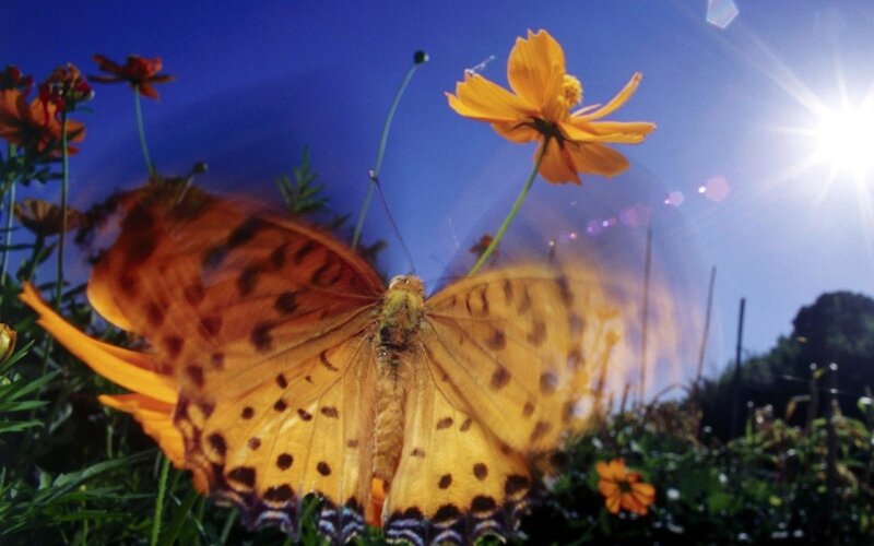 Butterfly on Flower — Yellow, Bright, Afternoon