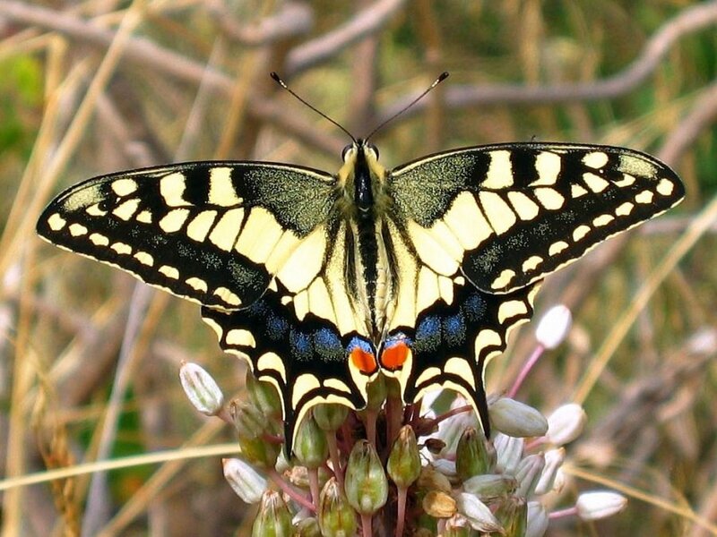 Butterfly on Flower — Yellow, Calm, Afternoon, Photograph, Grass, Insect