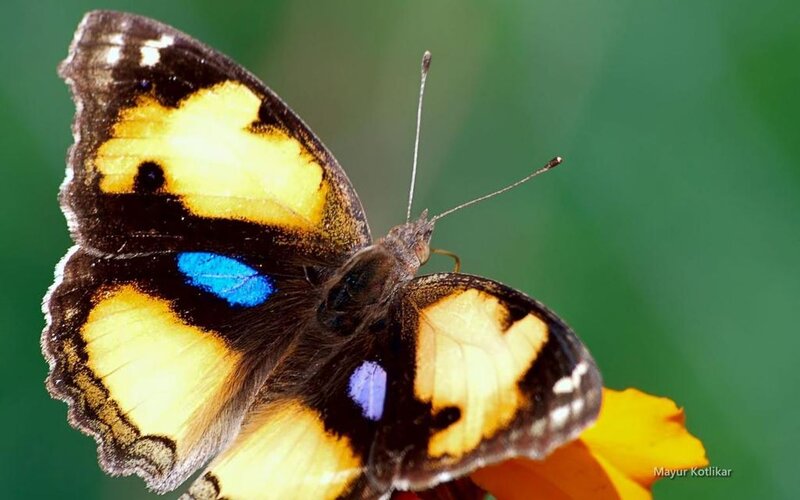 Butterfly on Flower — Yellow, Calm, Afternoon, Photograph, Green Background