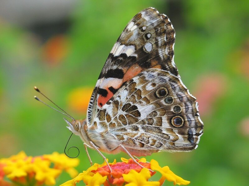 Butterfly on Flower — Yellow, Calm, Afternoon, Photograph, Greenery, Antennae
