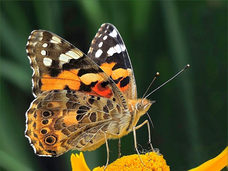 Butterfly on Flower — Yellow, Calm, Afternoon, Photograph, Greenery, Orange
