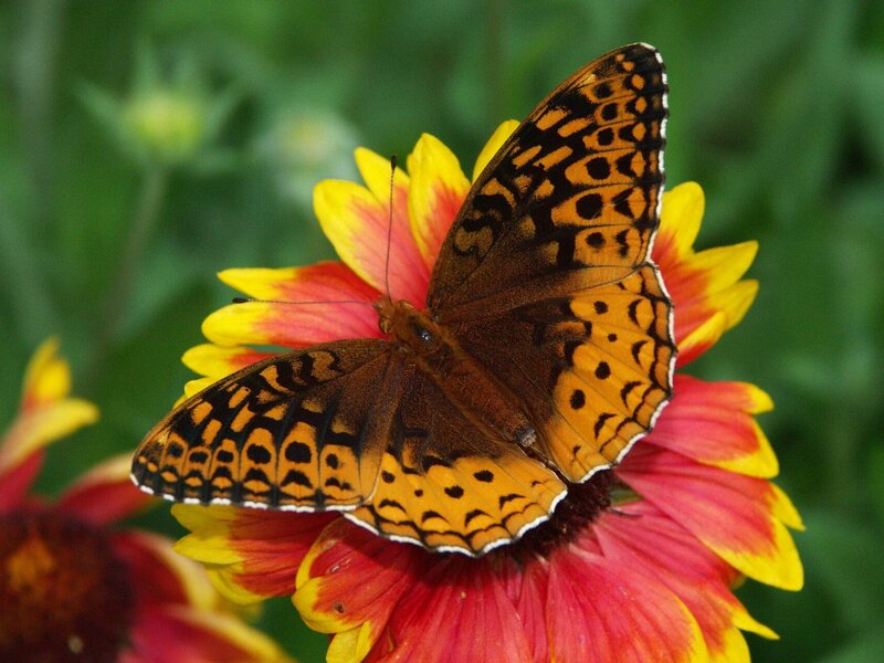 Butterfly on Flower — Yellow, Calm, Afternoon, Photograph, Greenery