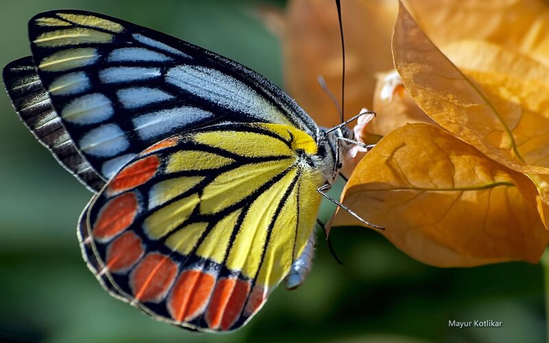 Butterfly on Flower — Yellow, Calm, Afternoon, Photograph, Leaf