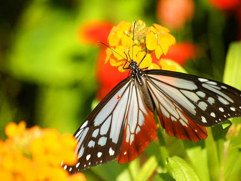 Butterfly on Flower — Yellow, Calm, Afternoon