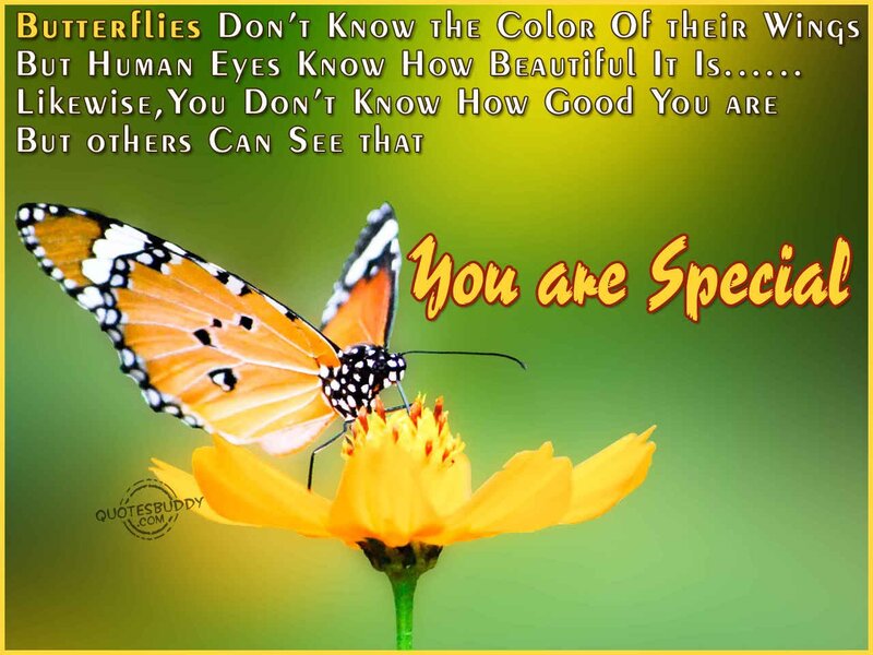 Butterfly on Flower — Yellow, Calm, Photograph