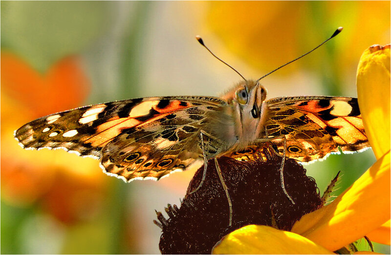 Butterfly on Flower — Yellow, Calm