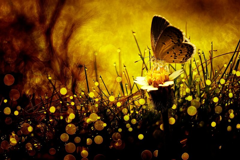 Butterfly on Flower — Yellow, Dramatic, Sunset