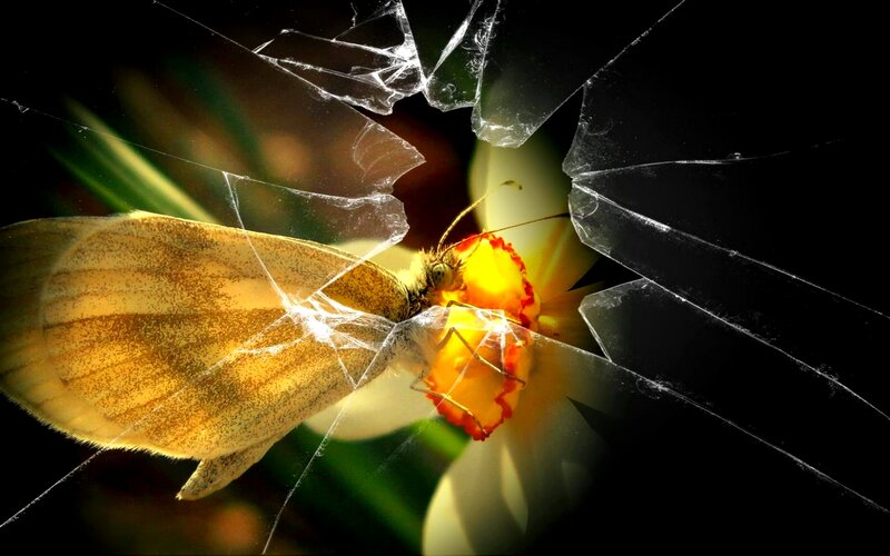 Butterfly on Flower — Yellow, Dramatic