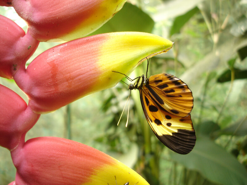 Butterfly on Flower — Yellow, Natural