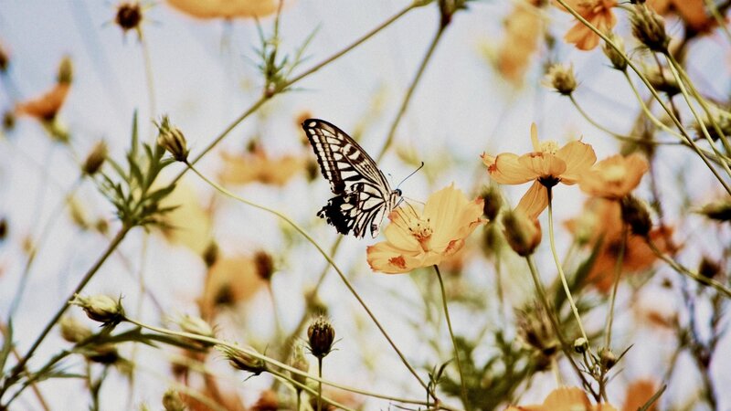 Butterfly on Flower — Yellow, Serene, Afternoon, Photograph, Bud