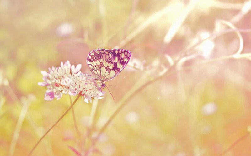 Butterfly on Flower — Yellow, Serene, Afternoon, Photograph, Grass