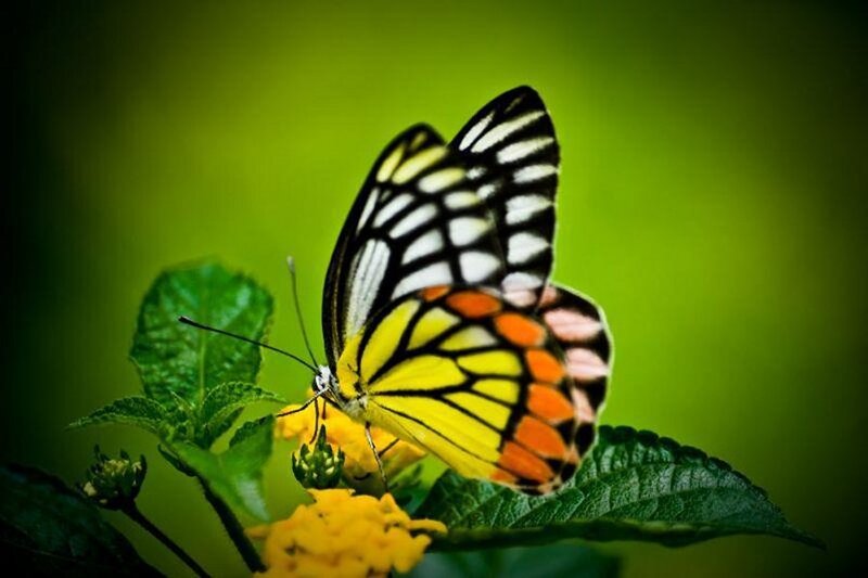 Butterfly on Flower — Yellow, Serene, Afternoon