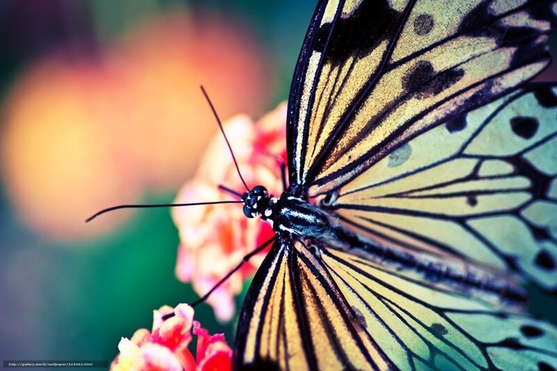 Butterfly on Flower — Yellow, Serene, Photograph