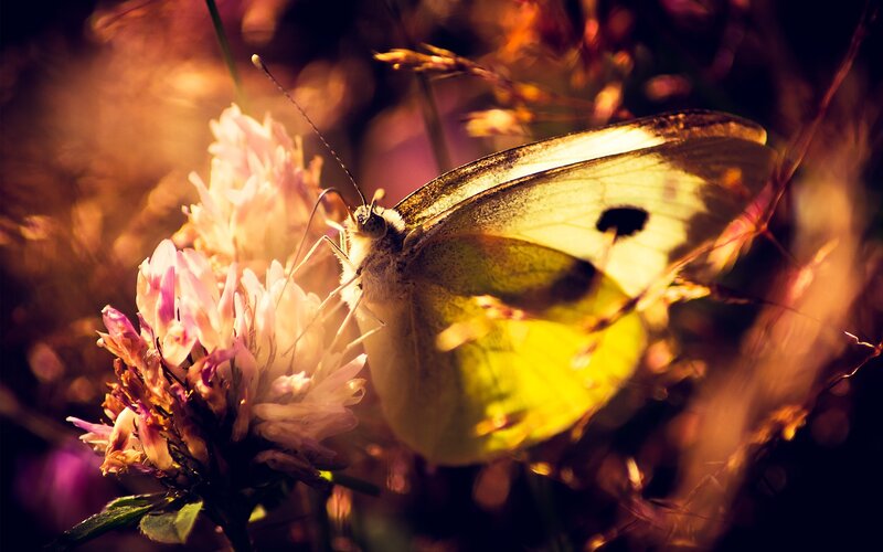 Butterfly on Flower — Yellow, Serene, Sunset, Photograph, Grass, Sunlight, White