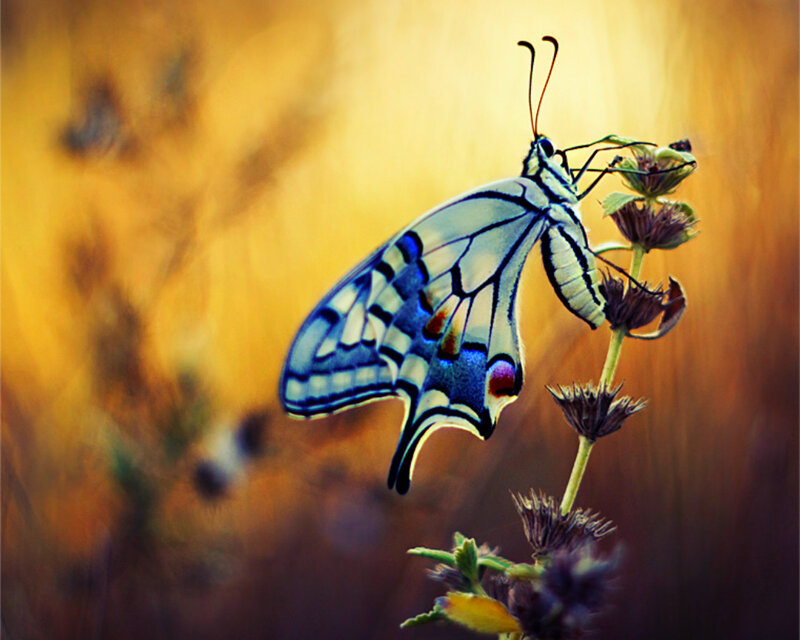 Butterfly on Flower — Yellow, Serene, Sunset, Photograph, Plant