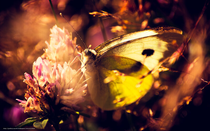 Butterfly on Flower — Yellow, Serene, Sunset, Photograph