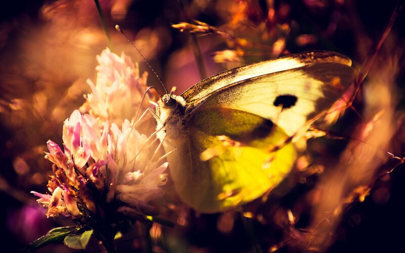 Butterfly on Flower — Yellow, Serene, Sunset