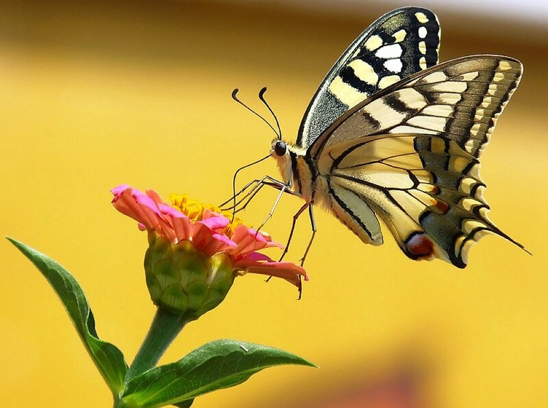 Butterfly on Flower — Yellow, Serene