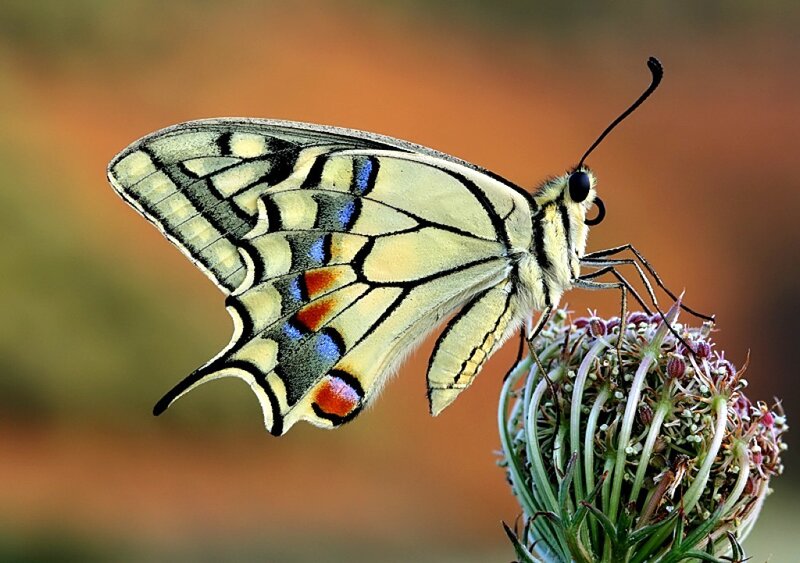 Butterfly on Flower — Yellow