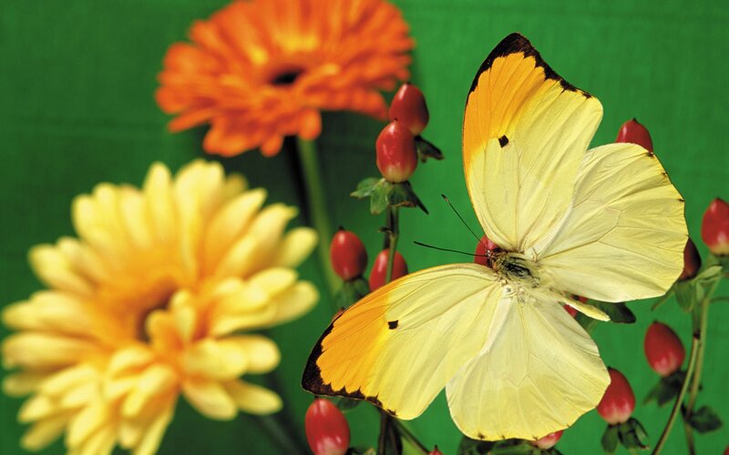 butterfly on flowers
