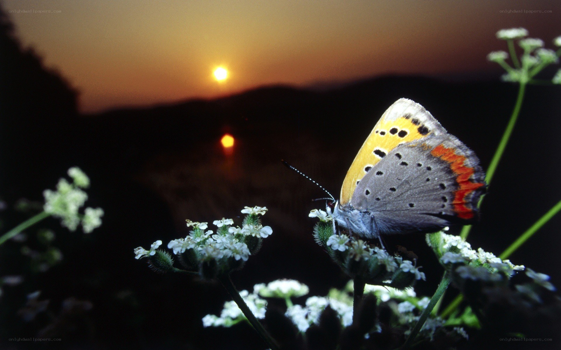 Butterfly on flowers at sunset