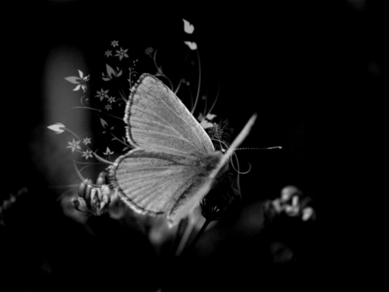 Butterfly on Flowers — Black, Serene