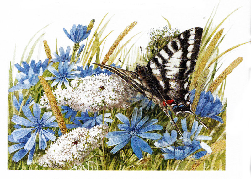 Butterfly on Flowers — Blue, Calm